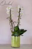 Unity Orchids