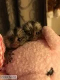 Marmoset Baby Monkeys Payment Plans Available