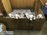 4 English Setter Male puppies
