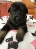 AKC German Shepherd Dog Puppies