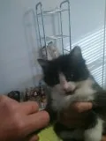 Free 7 weeks old kittens