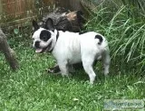 French bulldog puppies