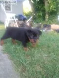 AKC German Rottweiler pups