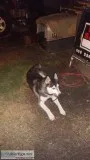 FOUND MALE HUSKY