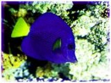 All Fish Aquarium and pets care products