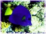 All Fish Aquarium and pets care products