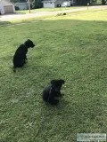 Lab mix puppy