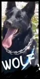 AKC GERMAN SHEPHERD STUD SERVICE