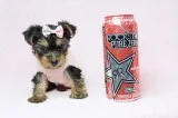 Teacup Yorkie Puppies For Sale By Breeder in Las Vegas
