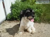 Havanese Male 1 and half years old