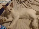 15 week Siamese kittens
