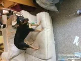 Fixed Female 3 year old Miniature Pinscher