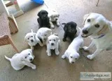 Labrador Retriever Puppies for sale