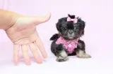 Teacup Shih-Tzu Puppies For Sale in Las Vegas