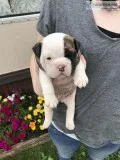 English Bulldog puppies females