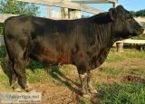 Lowline Bull For Sale