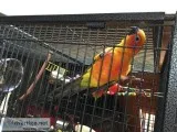 Sun Conure