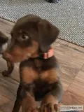 Doberman Pinscher Pups