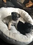 Stunning Pug Puppies