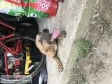 APBT puppies with Papers