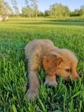 Golden Retriever Puppies