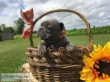 French Bulldog Puppies