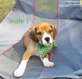 Beagle-Bulldog males