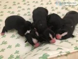 HuskyAussie puppies