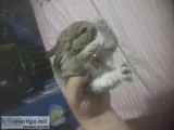 Bunnies in east n.y Brooklyn