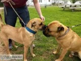 MastiffShar Pei puppies