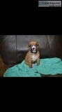 Female Boxer Puppy
