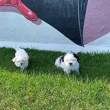 Cross between Maltese and Shitzu