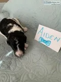 Standard Poodle Puppies