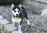 Stunning Litter Of Siberian Huskys