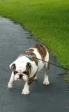 English bulldog
