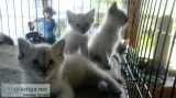 Ragdoll kittens