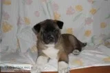 Akita puppies