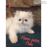 CFA registered Persian Himalayan kittens