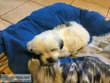 3 Shih tzu puppies
