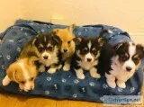 Kc Registered Corgi Boys