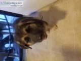 German Shepherd Puppies