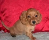  Dachshund Female puppy  
