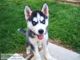 Female Siberian Husky Puppy