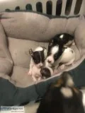 Chihuahua puppies
