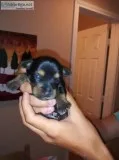 Mini Yorkie