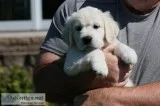 Golden Retriever Puppies