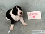 Standard Poodle Puppies