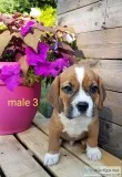 BeagleBulldog mix puppies