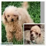 LOST FEMALE TOY POODLE - 9 YRS - 7 INCHES