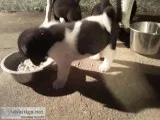 Akita puppies for sale